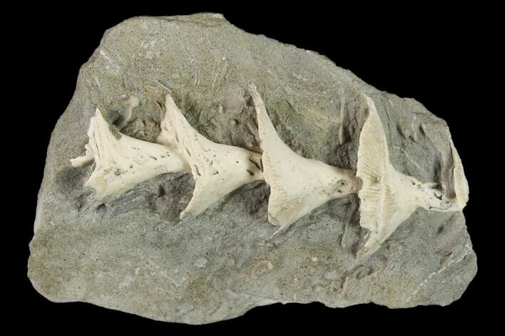 Archimedes Screw Bryozoan Fossil - Illinois #134324